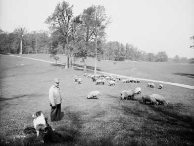 prospect-park-sheep-long-meadown-1900-library-congress