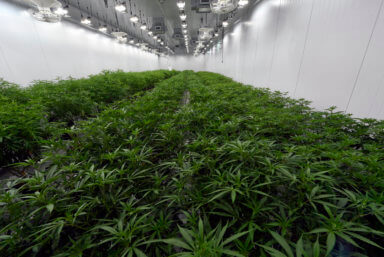 Marijuana Legalization Northeast
