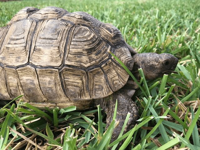 tortoise