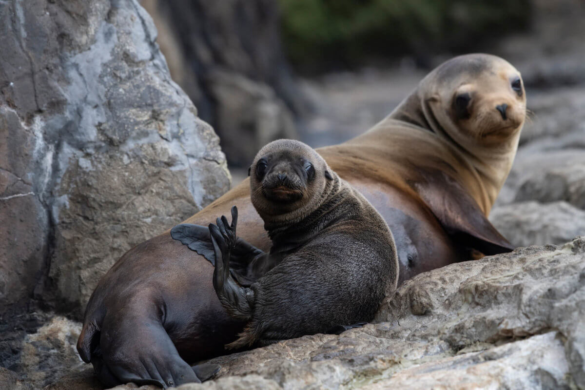 California Sea Lion