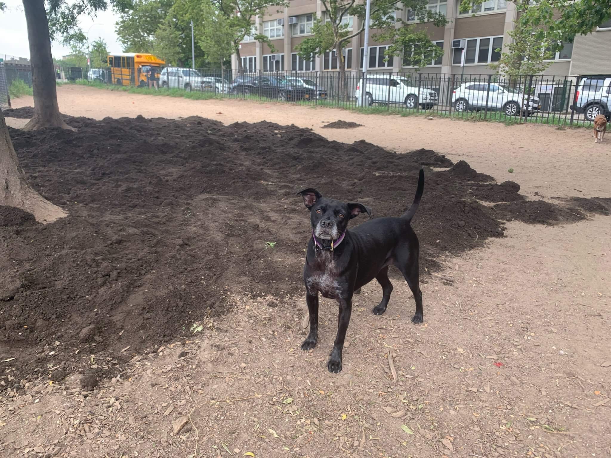 Greenwood Heights dog park gets facelift with help from local canine owners