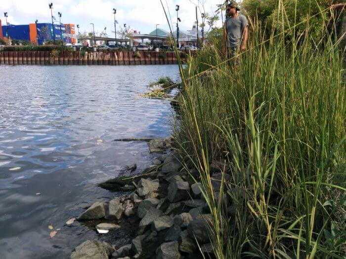 Picture of native grasses on the salt lot