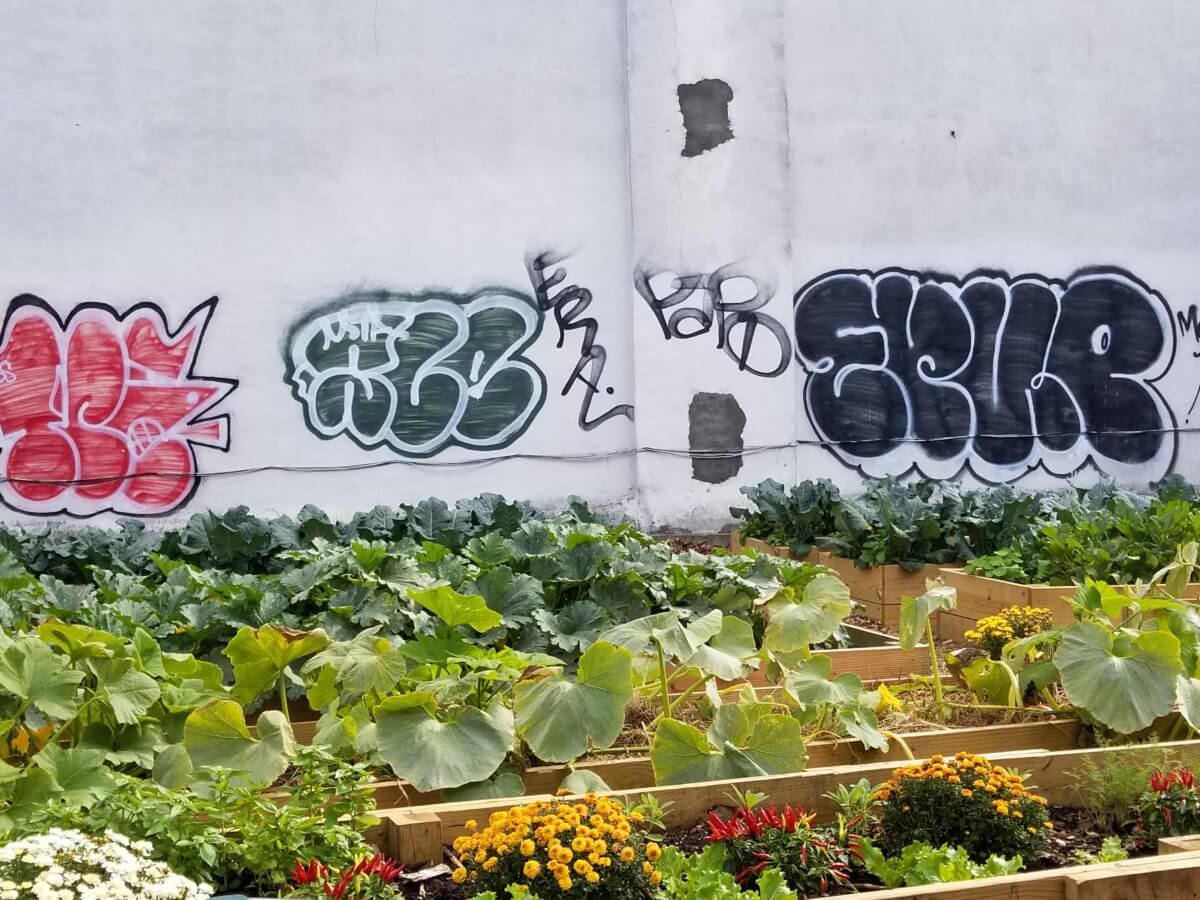 the new urban farm in Brownsville