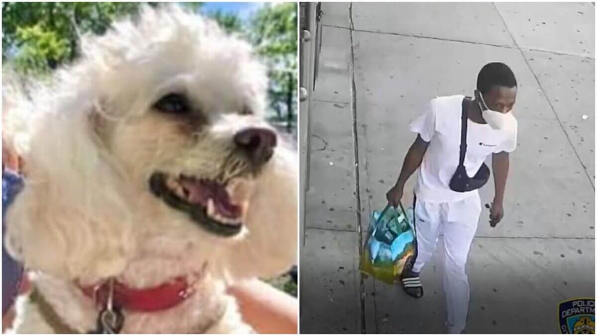 dognappernew
