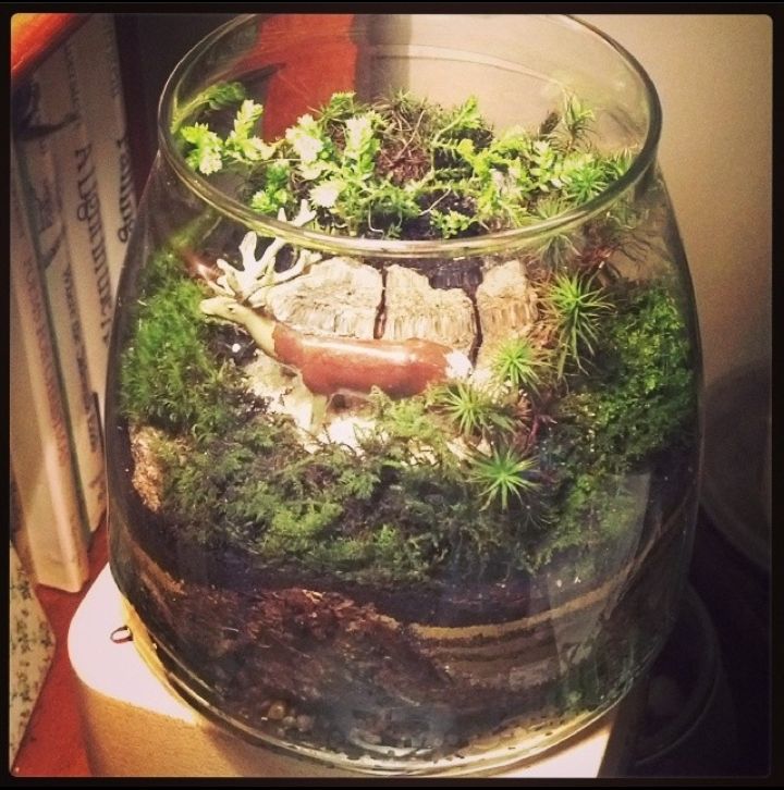 terrarium1