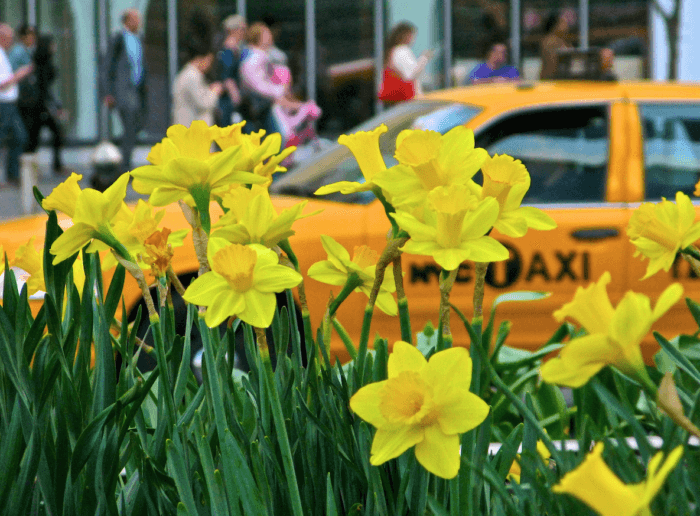flowers donated by the daffodil project in front of a taxi