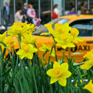 flowers donated by the daffodil project in front of a taxi