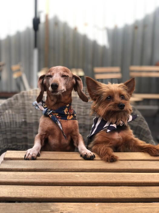 dogs at a table at fad market