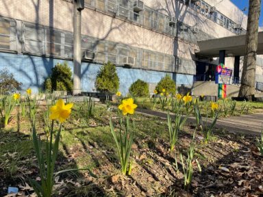 new flowers planted by the daffodil project at ps46