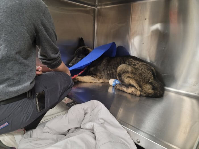 fuzzy dog in blue cone in silver kennel at vet