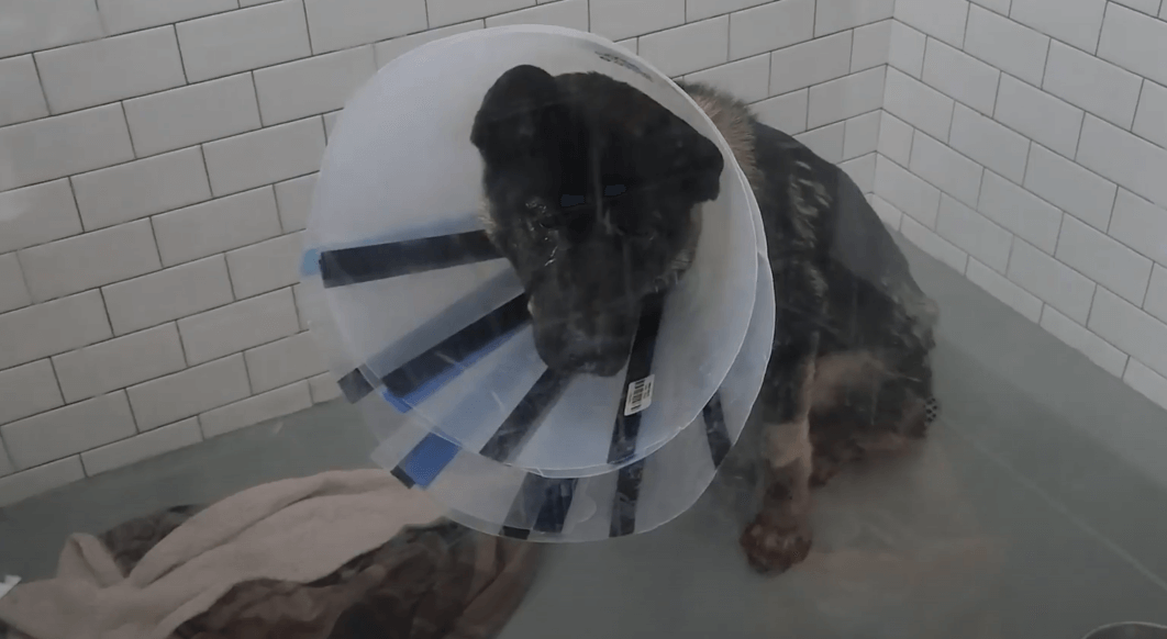 dog who survived a 10 day escape shown with injuries