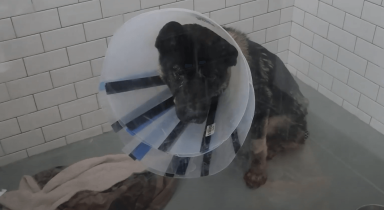 dog who survived a 10 day escape shown with injuries
