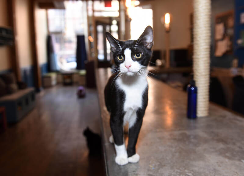 Brooklyn Cat Café gets $10,000 grant from Petco Love • Brooklyn Paper
