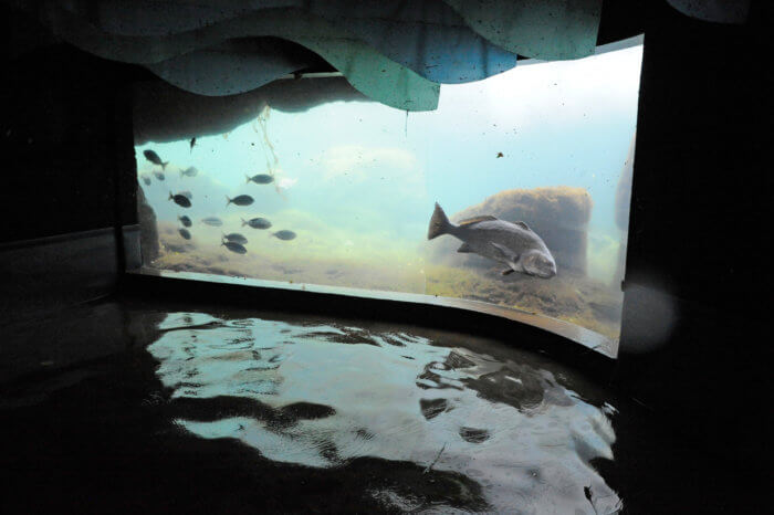 fish swim in large tank at new york aquarium