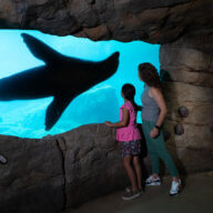 people look at seal at new york aquarium
