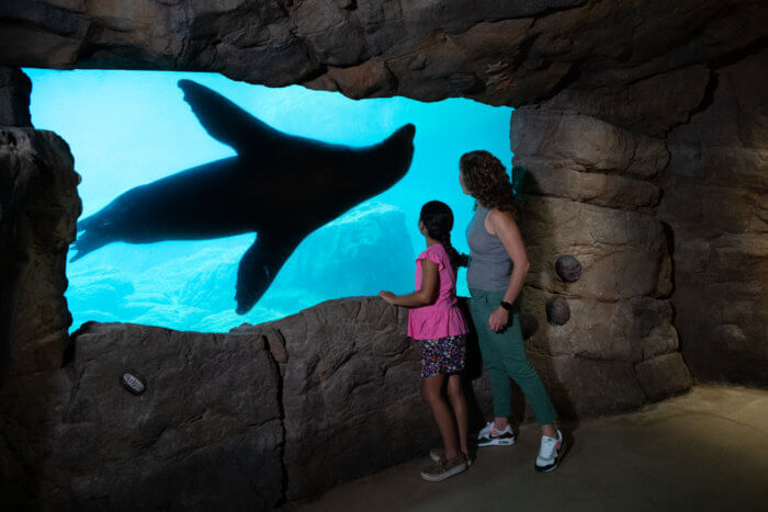 people look at seal at new york aquarium