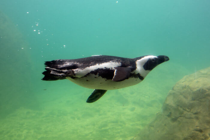 penguin swims in greenish water at new york aquarium