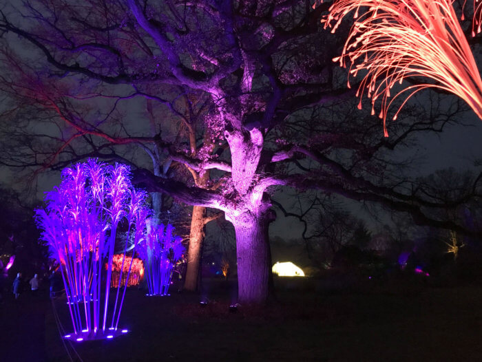 trees lit up with colorful lights at lightscape