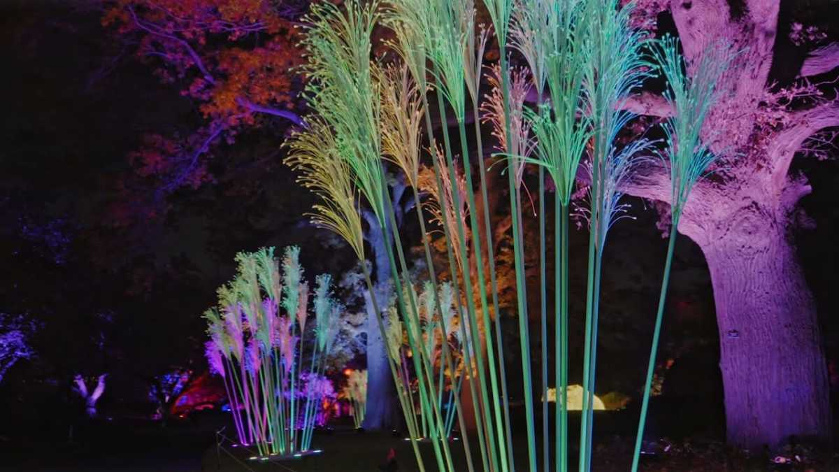 trees lit up with colorful lights at brooklyn botanic garden