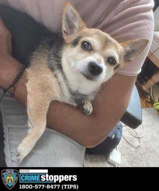 2213-22-Robbery-90-Pct-08-10-22-Photo-of-Dog