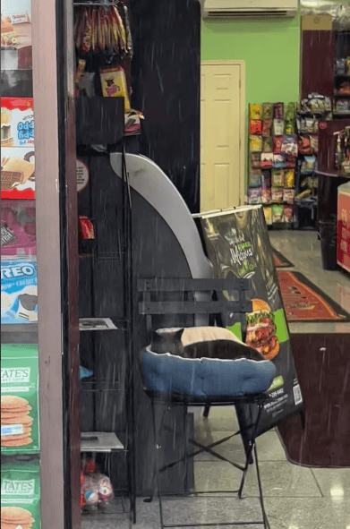 boka bodega cat watches the rain