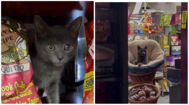 boka the bodega cat