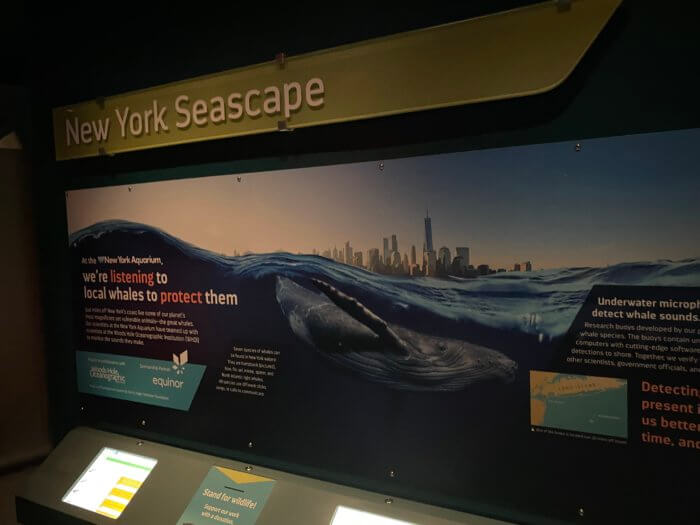 Aquarium visitors can hear realtime whale sounds at the interactive kiosk made available by WCS and Equinor.