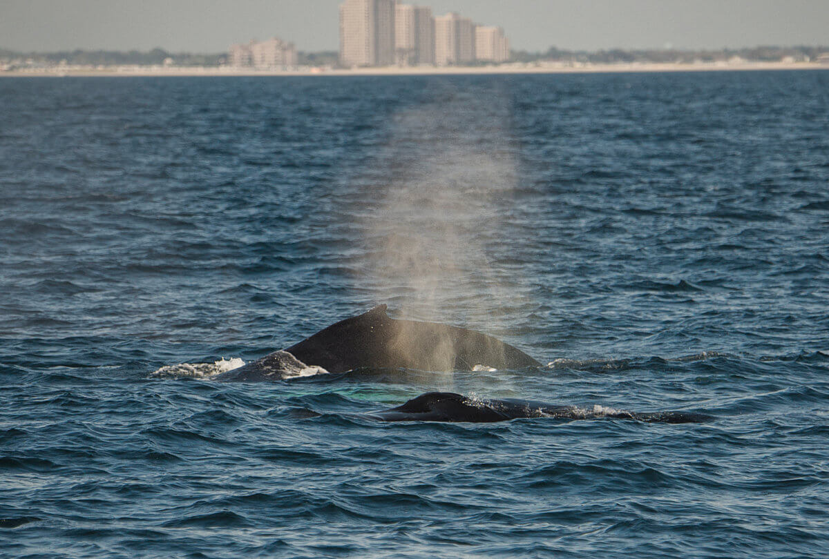 whale in new york waters
