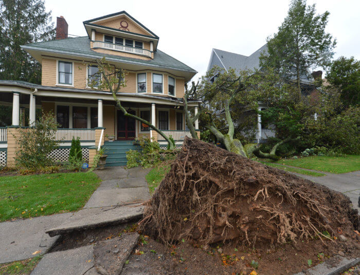 tree on front lawn after sandy