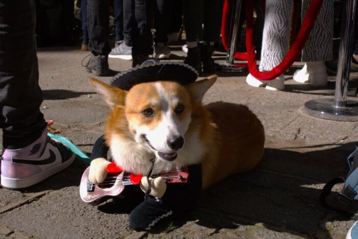 entrant in fort greene dog costume contest