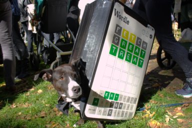 Dog wearing a wordle costume