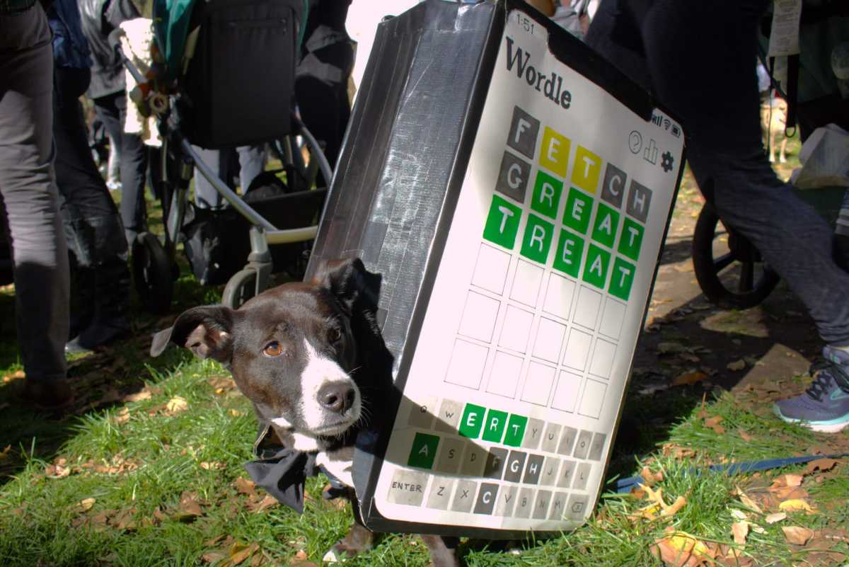 Dog wearing a wordle costume