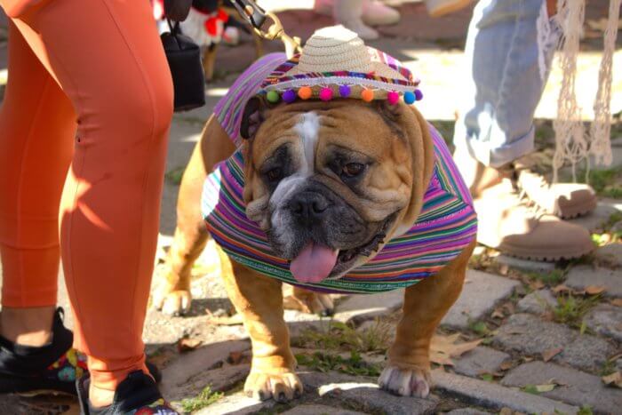 dog dressed in sombrero at great pupkim