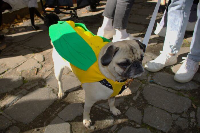 Dog dressed as corn