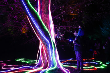 lit up tree at lightscape at brooklyn botanic garden