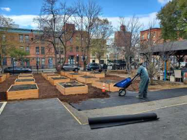 person tending brooklyn community garden