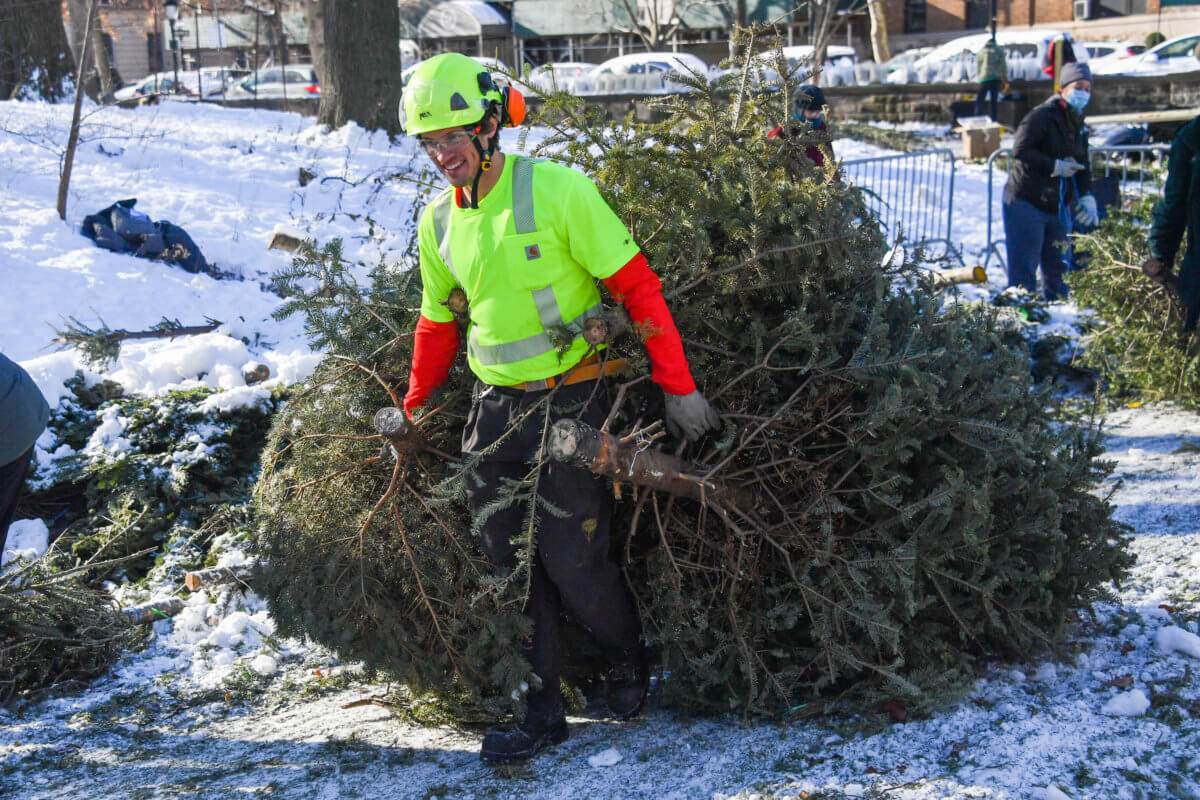man hauling christmas trees for mulchfest