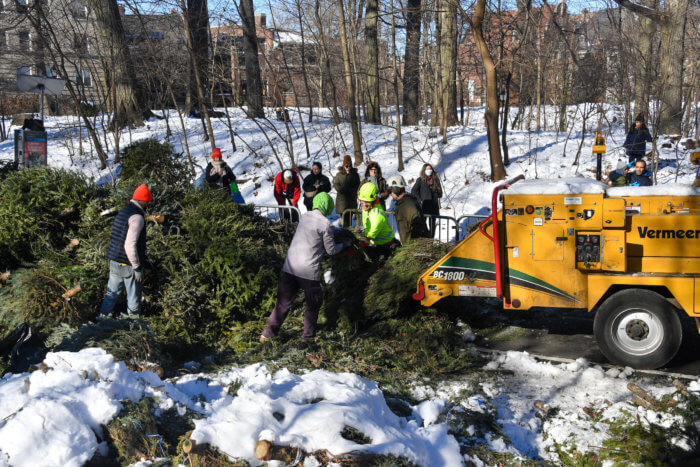 christmas trees going in chipper for mulchfest