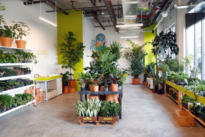 Horti opens Brooklyn’s largest indoor plant store