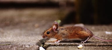 mouse droppings were found in argo restaurant