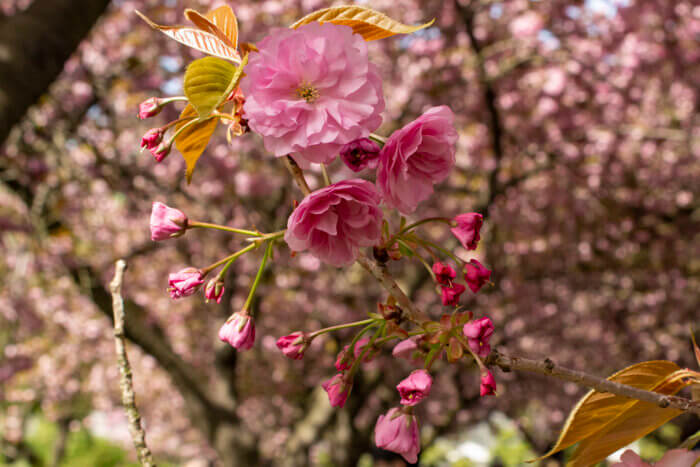 cherry blossoms at brooklyn botanic garden