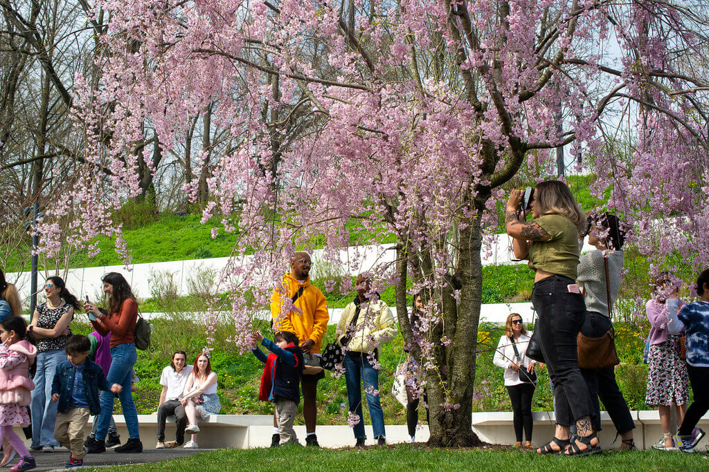 cherry blossoms at brooklyn botanic garden