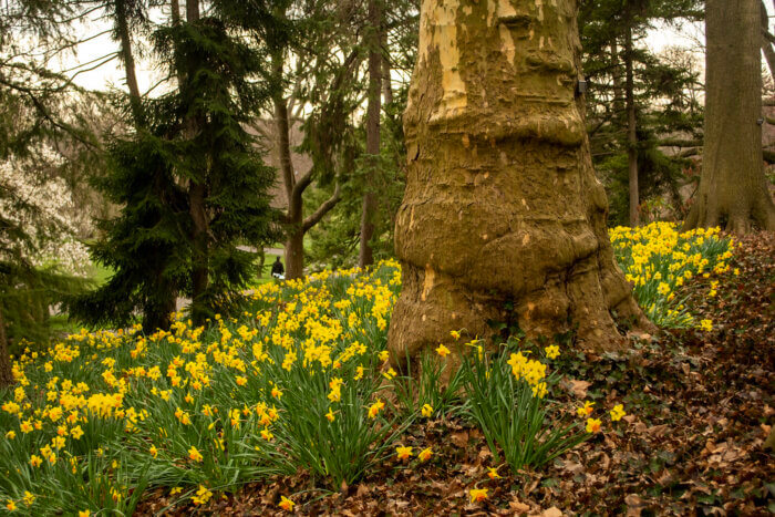 daffodils at brooklyn botanic garden