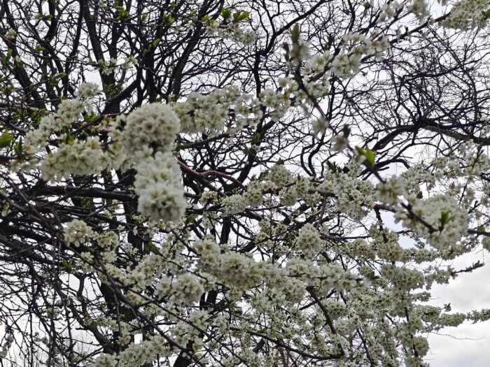 White cherry blossoms in Brooklyn Heights.