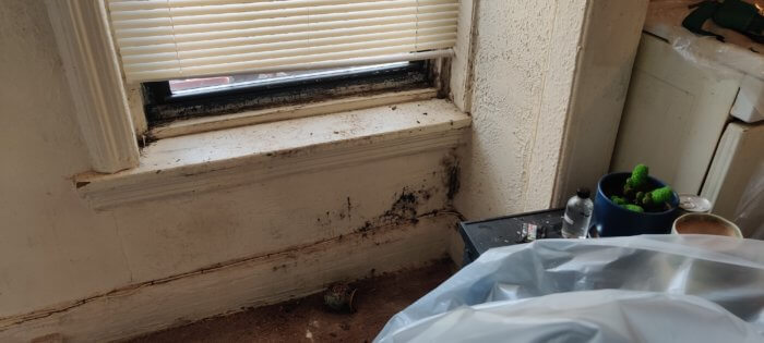Black mold in Crown Heights apartment