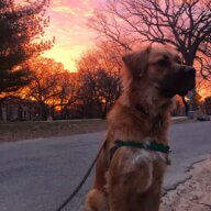 Moose the dog
