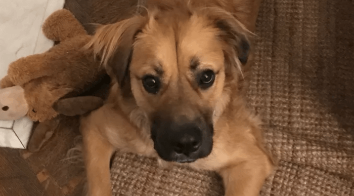 moose the dog
