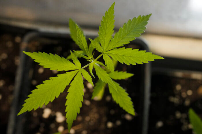 cannabis plant growing