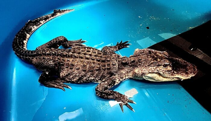 godzilla alligator in pool