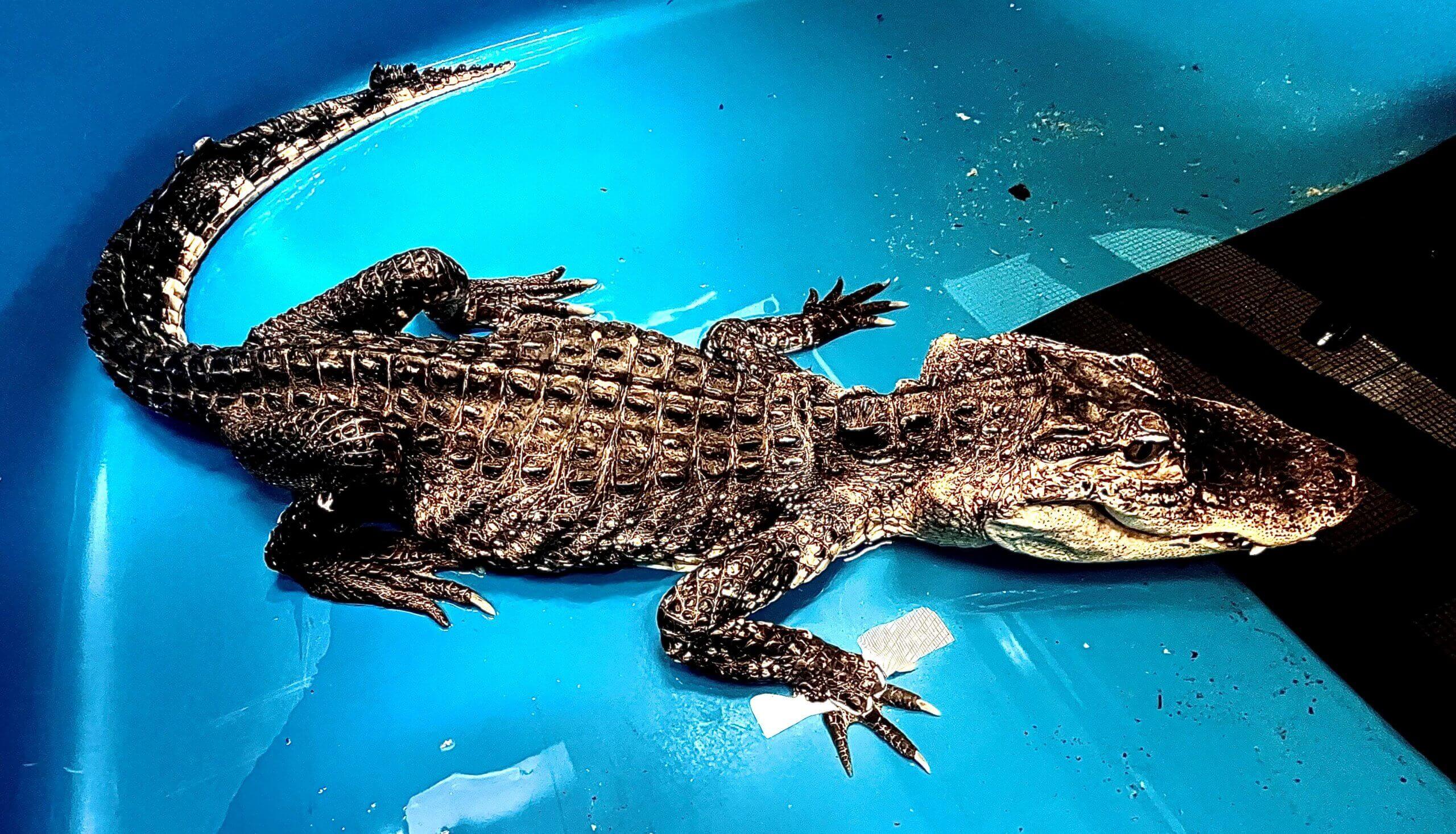 Alligator rescued from Prospect Park Lake dies in 'tragic case of